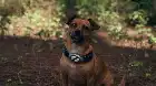 Space Pups (2023) Hindi screenshot 3
